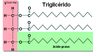 Triglicéridos bajos analítica